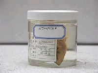 藏品(日本擬隆頭魚)的圖片